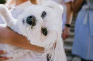 Stella, Maltipoo Dog